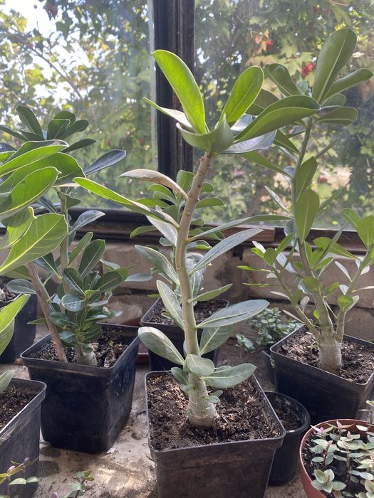 Аденіум, вирощенний з насіння