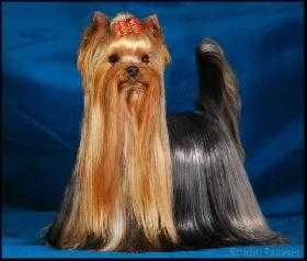 York,yorkshire terrier!ELITARNE MICRO CUDEŃKO,PIESEK 1,30kg -dla VIP!