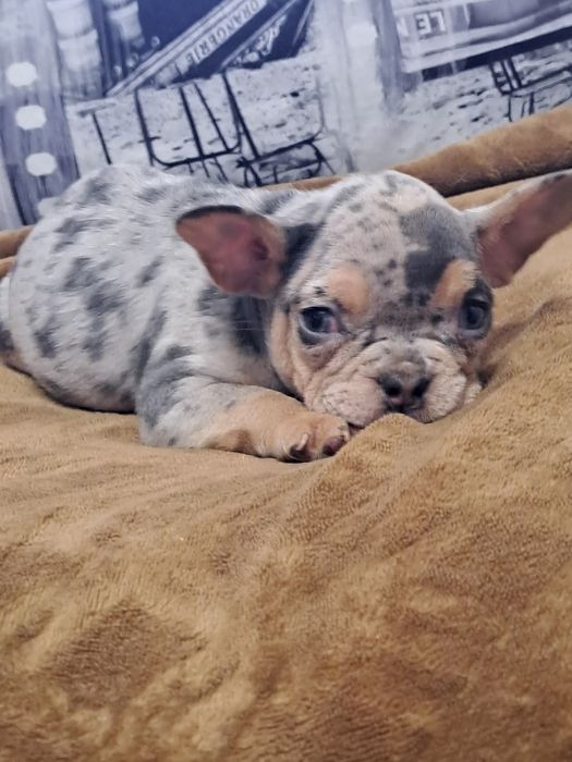 Szczeniak buldog francuski piesek