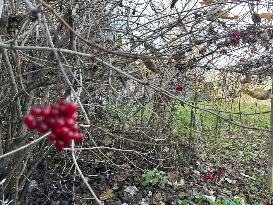 Продаж ділянки в центрі с.Микуличі. 32 сотки. Заведено світло.ID:88