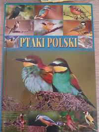 Książka Ptaki Polski