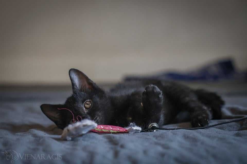 Biało Czarne cuda do adopcji