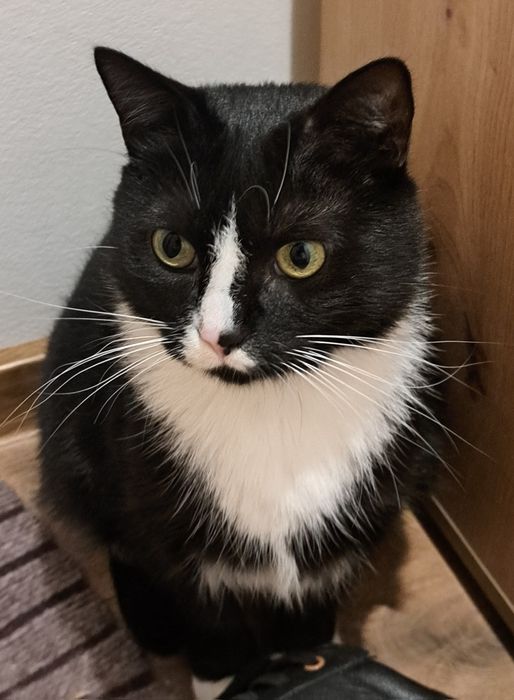 ZAGINĄŁ KOT! w Praszce