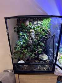 Gekony orzęsione z terrarium ExoTerra