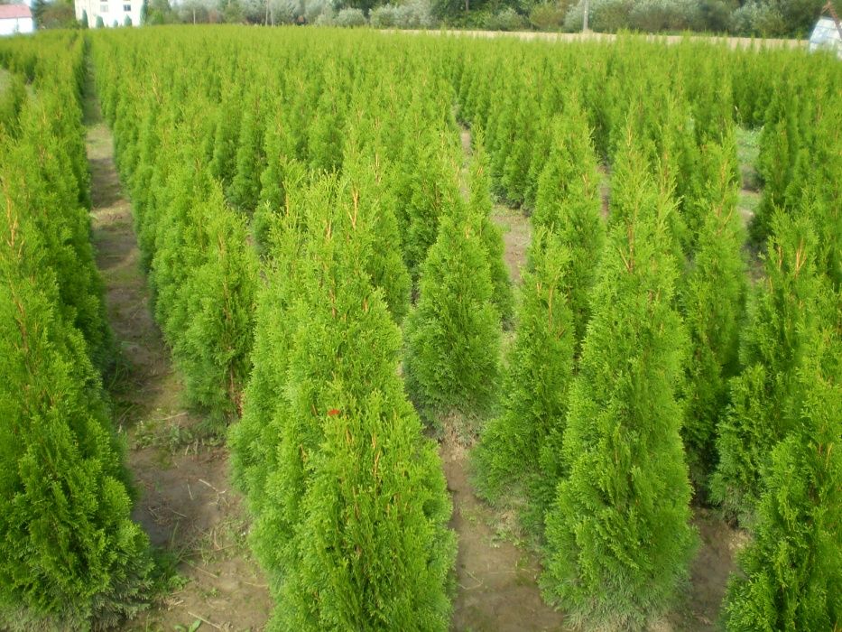 Tuja Szmaragd  150-200.Wyprzedaż.Dowóz