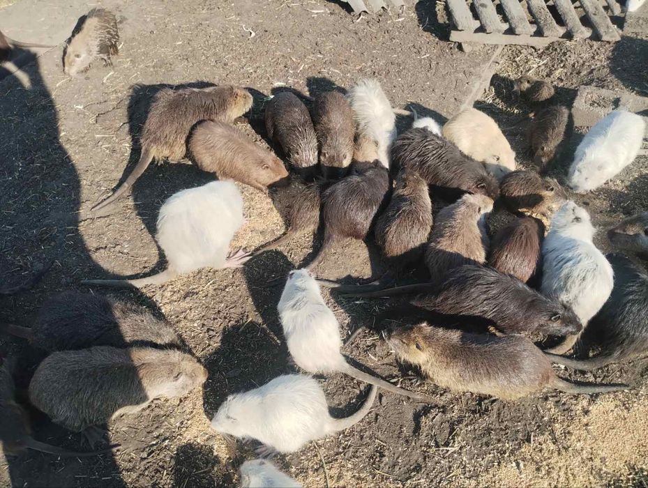 Мясо нутрии или живым весом