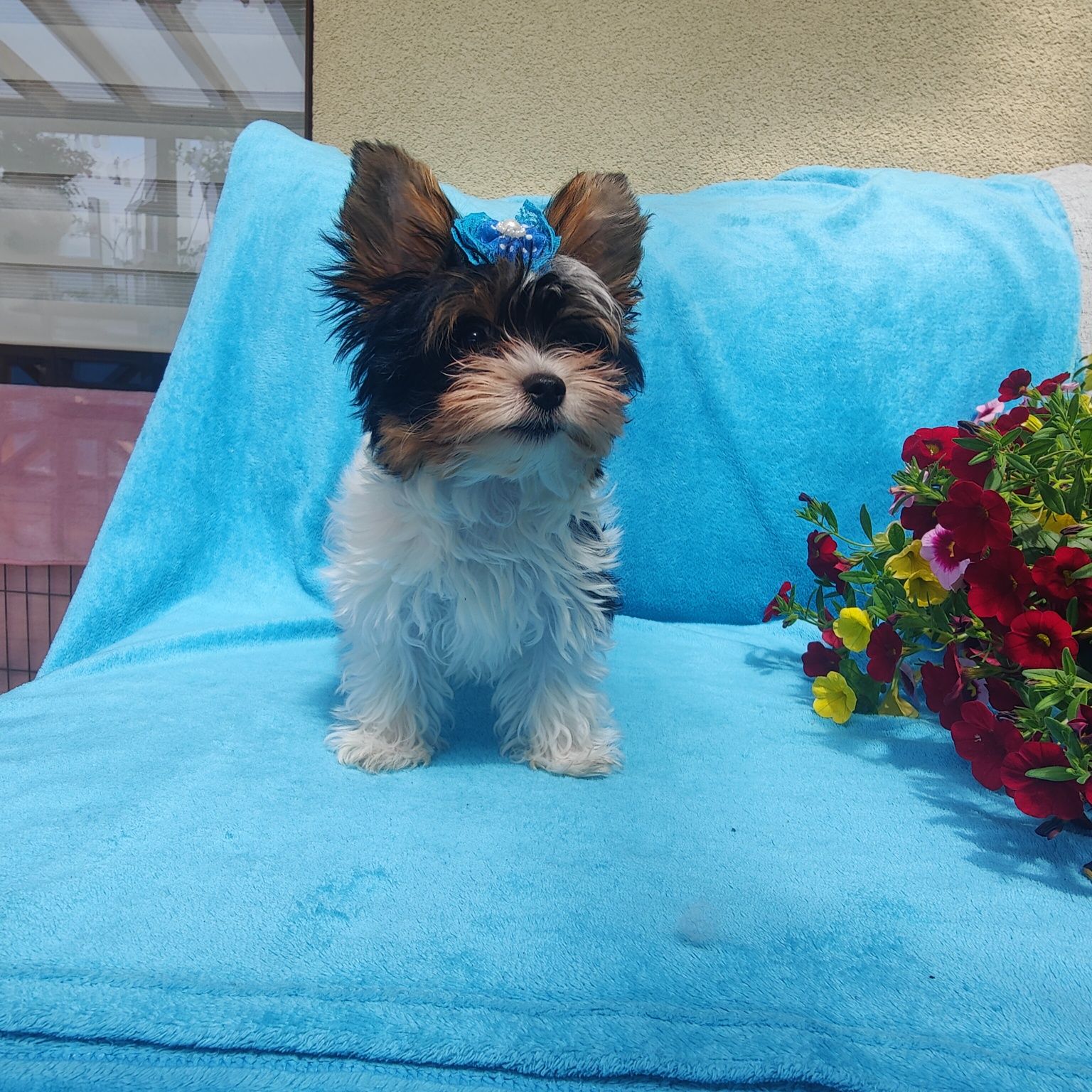 SCOOBY piękny chłopiec Yorkshire terrier