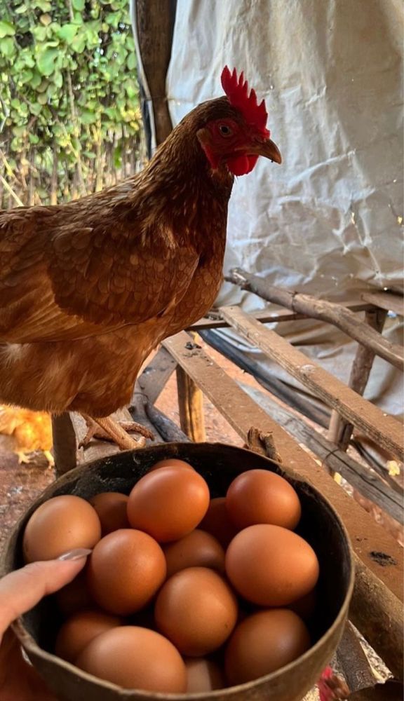 Ломан Браун інкубаційне яйце