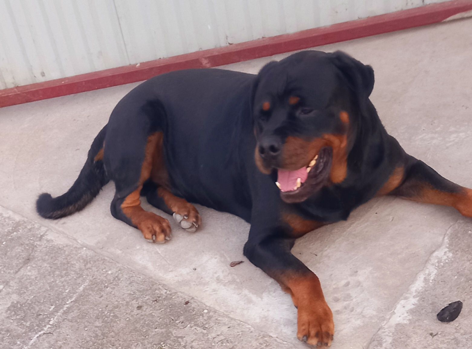 Piesek rottweiler