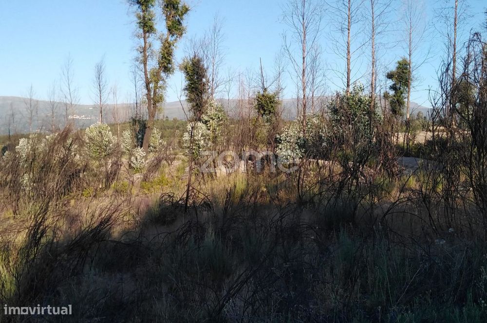Terreno 8.533m2 em Sameice - Seia