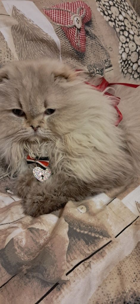 Вязка    котиків