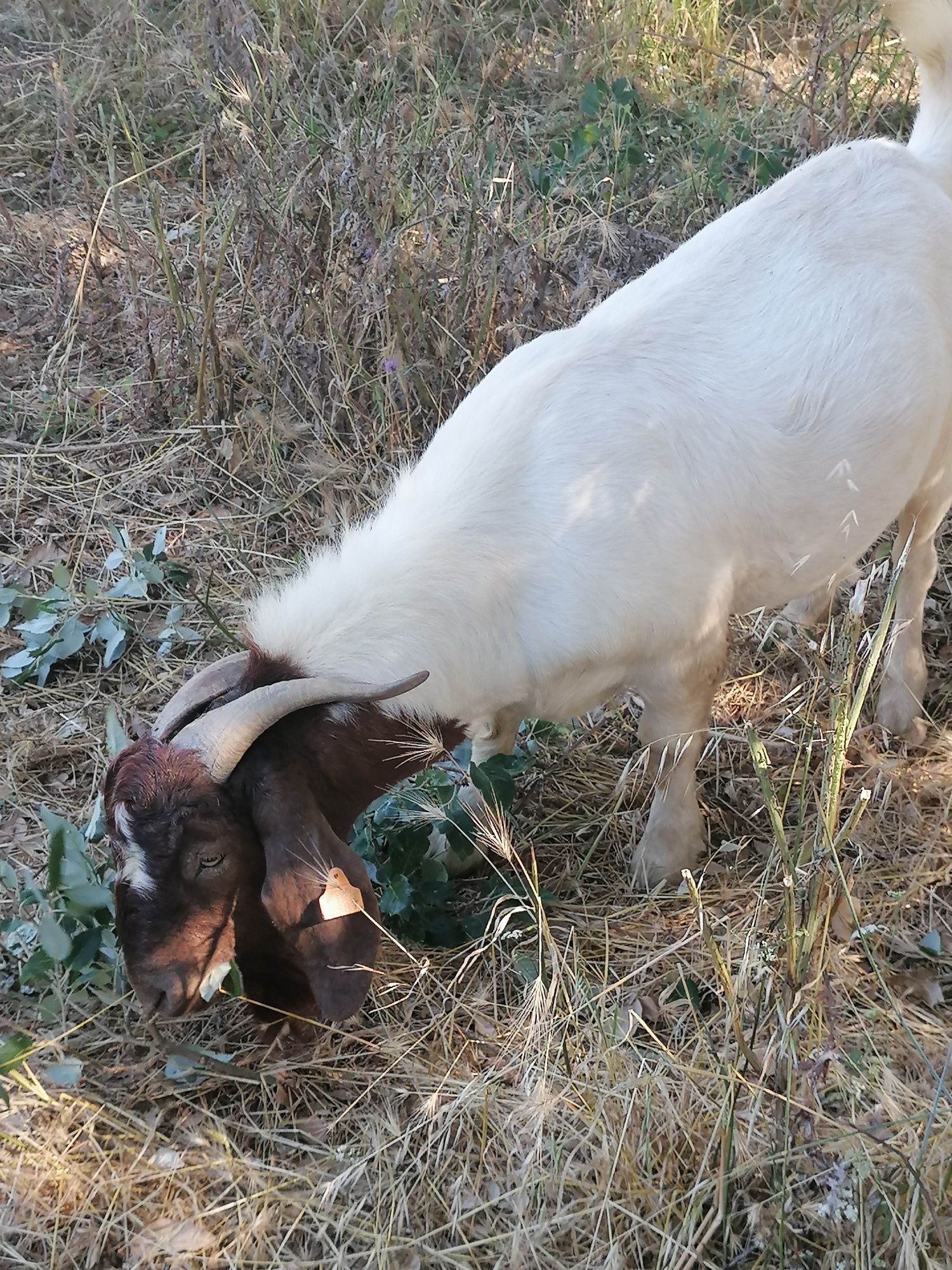 Cabras raça Boer
