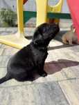 Labrador Retrivet miot A - Amina