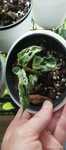 Monstera frozen fleckles