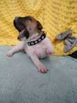 Staffordshire bullterrier staffik staff