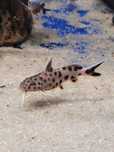 Rybki dorosłe Synodontis polli white ,,Tanganika Koło''