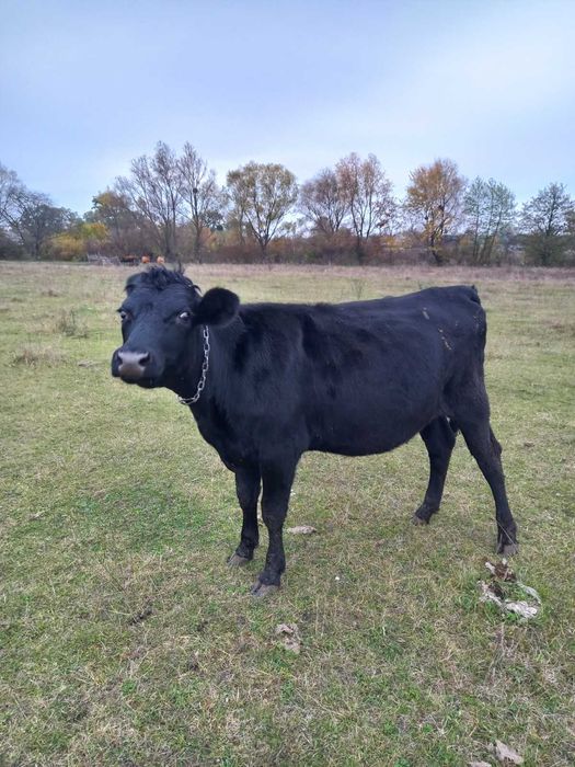 Нетель, теличка, телиця