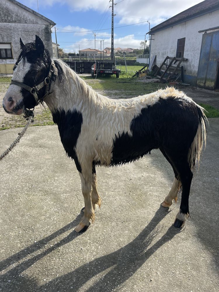 Ponei welsh 1 ano