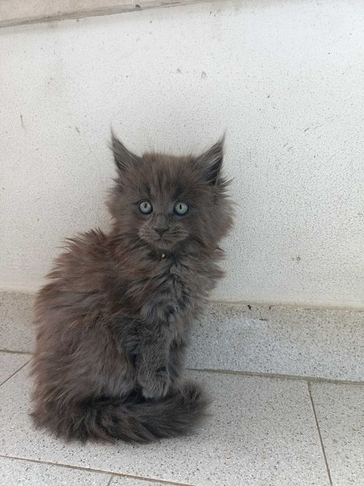 Gatinha Maine Coon Exelente Pedigree