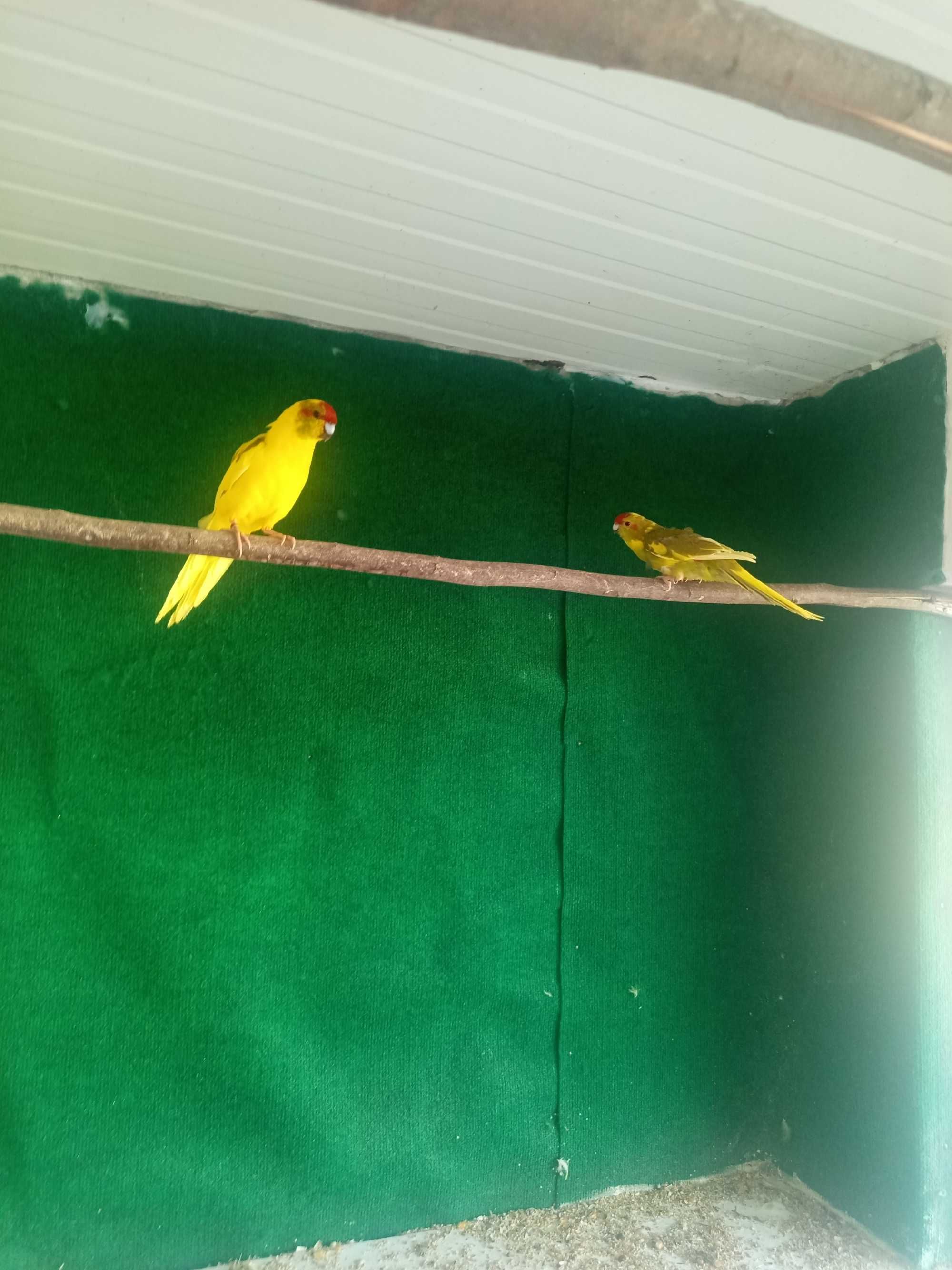 Kakariquis reprodutores