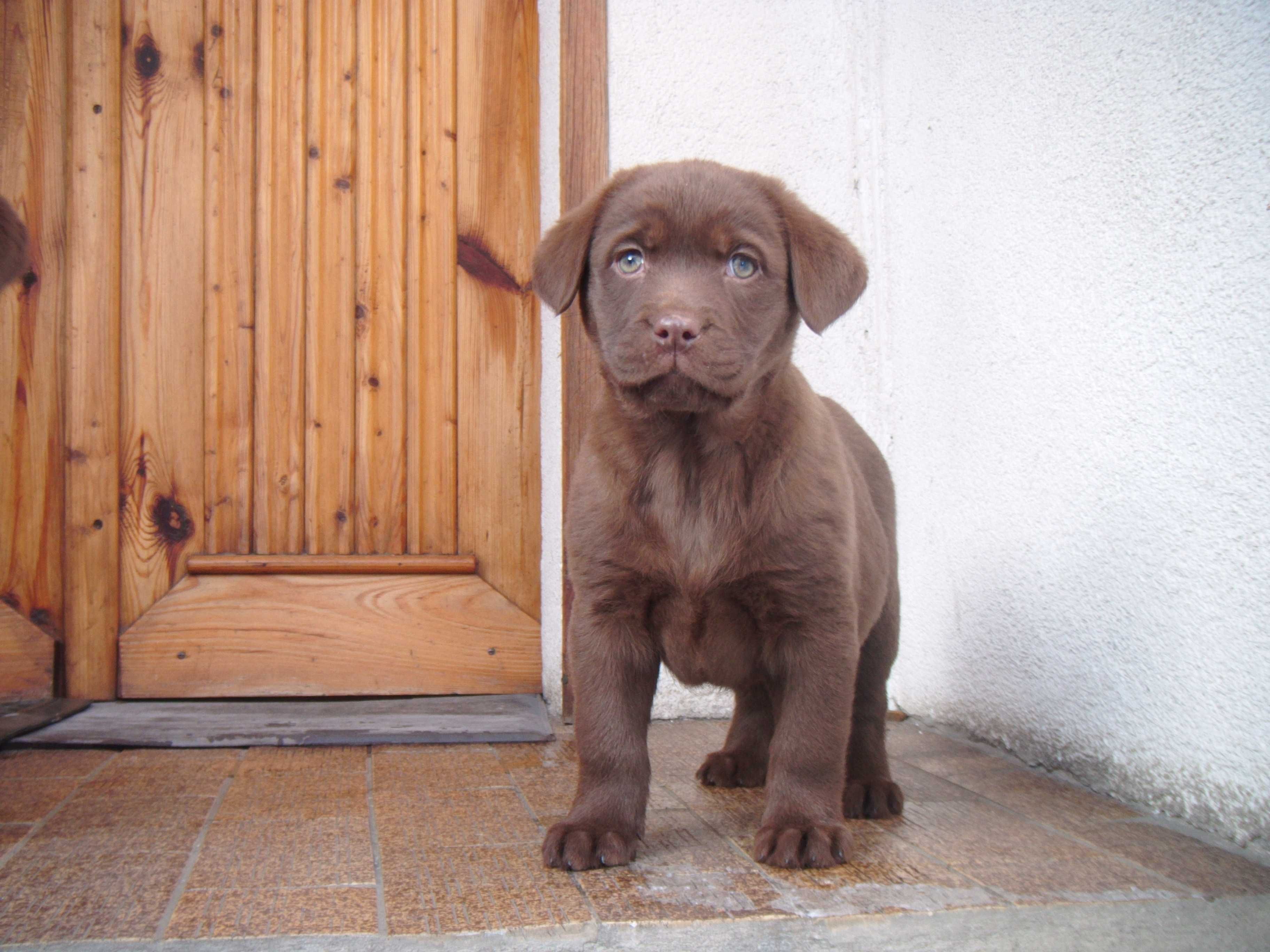 Sprzedam Labrador czekoladowy, czarny