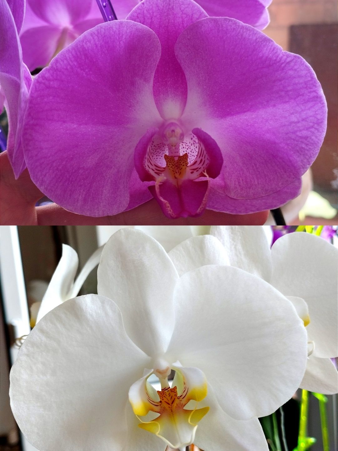 Орхидеи разных сортов ( нецветущие)