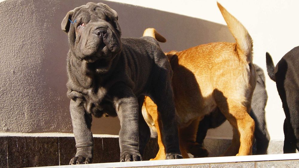 Szczeniak blue, Shar Pei z rodowodem, błękitny Filo