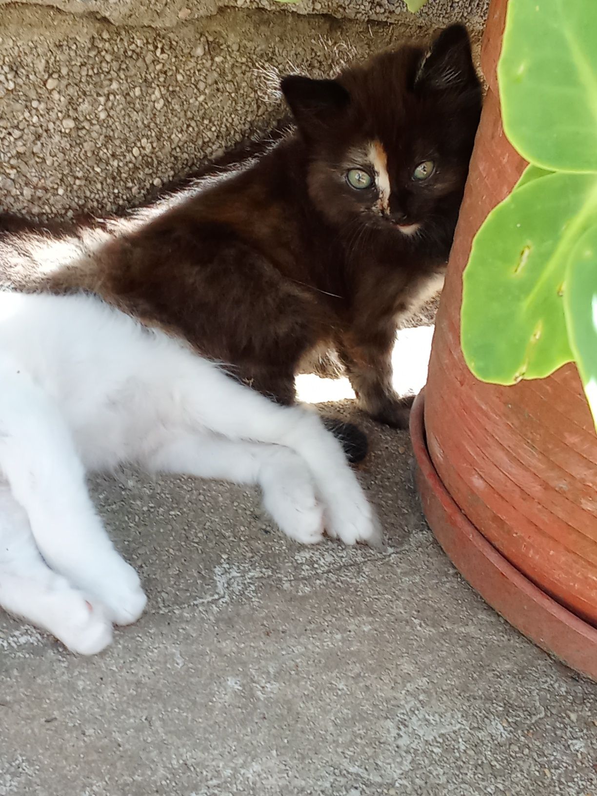 Gata persa meiguinha