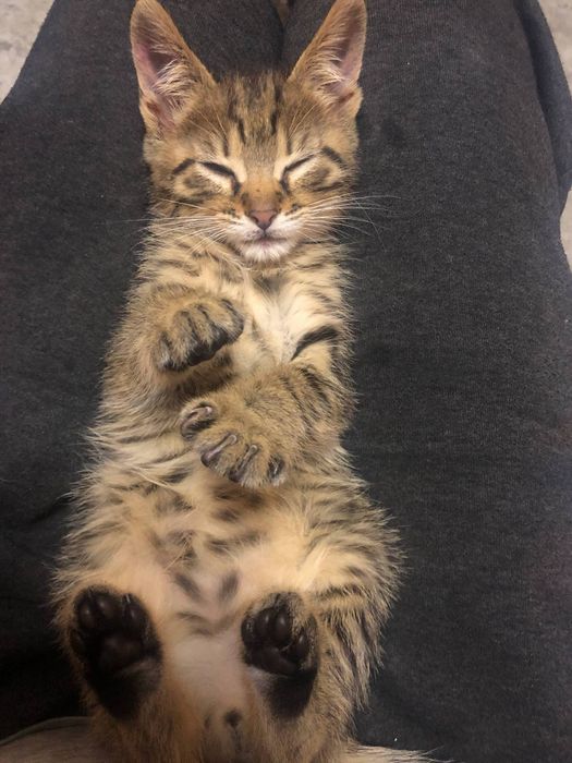 Безкоштовно котик