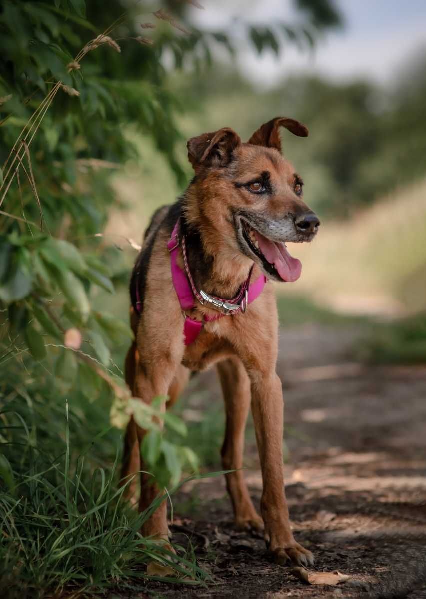 Thor - czy znajdę szczęście, dom i człowieka - pies do adopcji