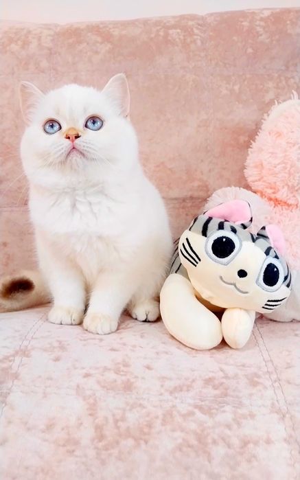 Дівчинка квіточка, неймовірно лагідна і ніжна