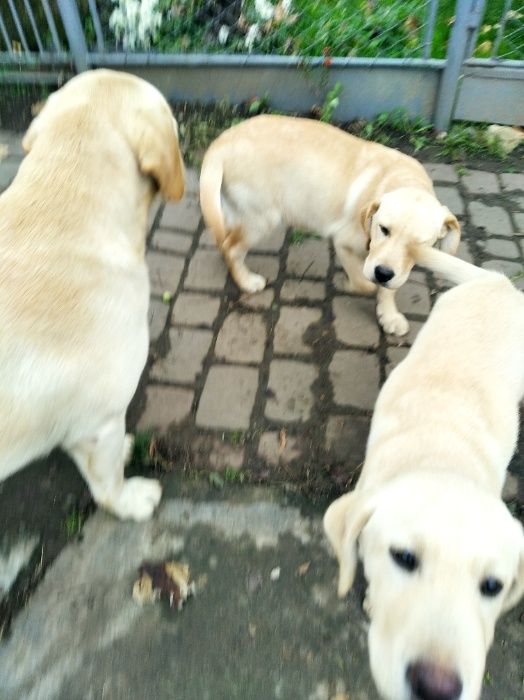 Лабрадори палевого і білого окрасу. Хлопчик. Прививки і документи є .