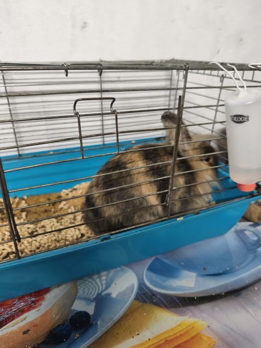 Oddam za darmo królika