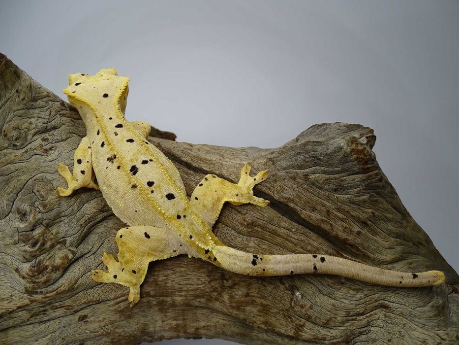 Gekon Orzęsiony samica Dalmatian