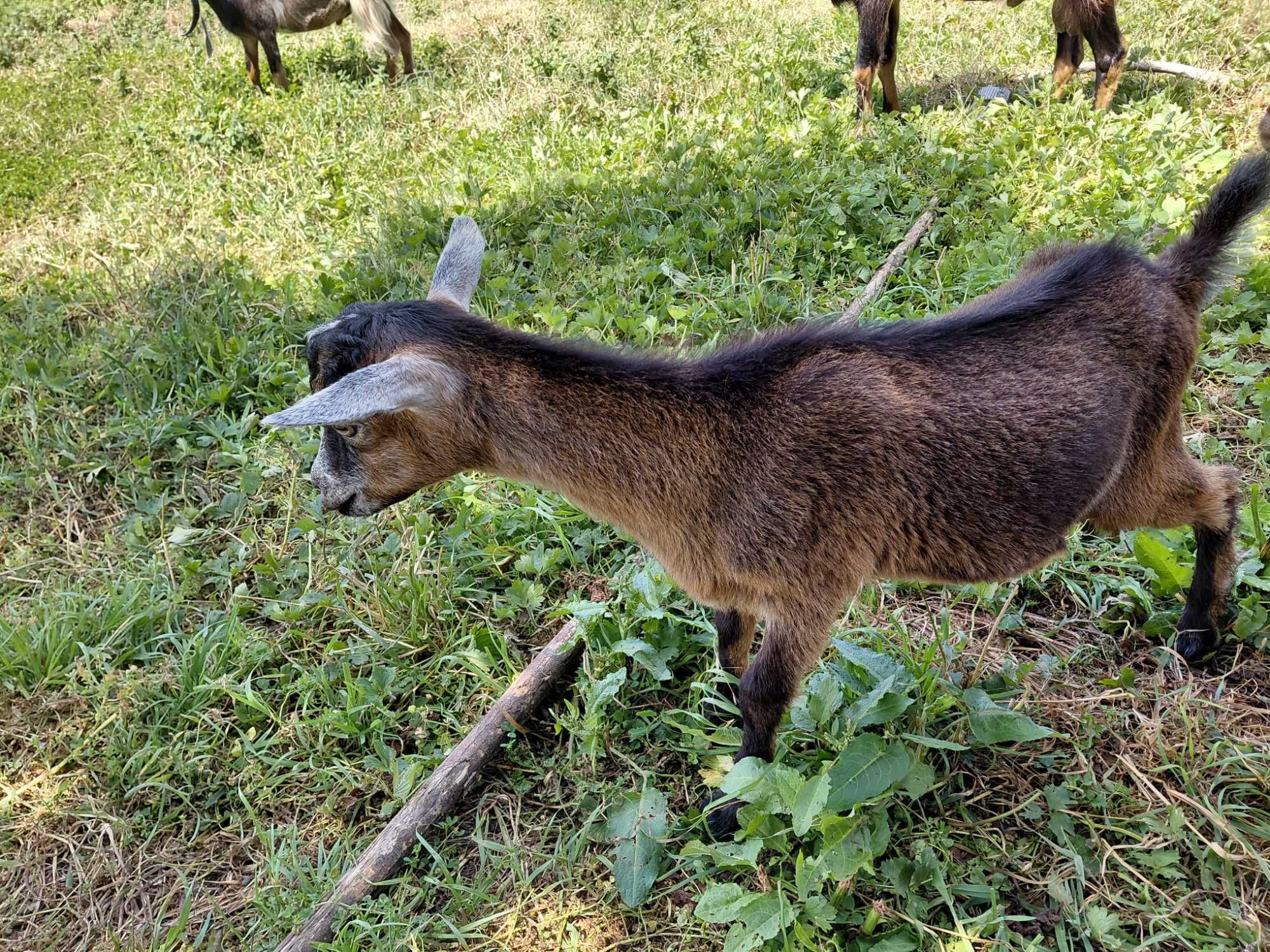 Cabrito com 4 meses