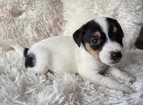 Jack Russell Terrier piesek gładkowłosy 4