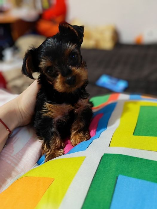 Бебі- йоркширський тер'єр