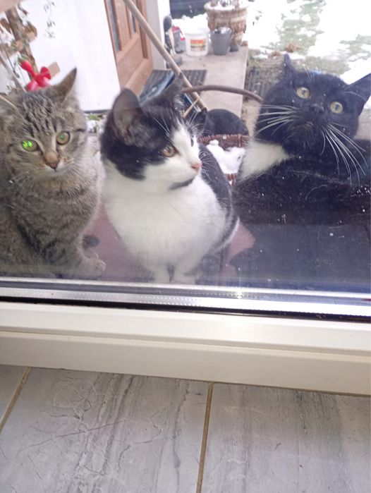 Koty małe cztery miesiące za darmo