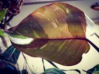 Philodendron Red Anderson Variegata Filodendron roślina NOWY