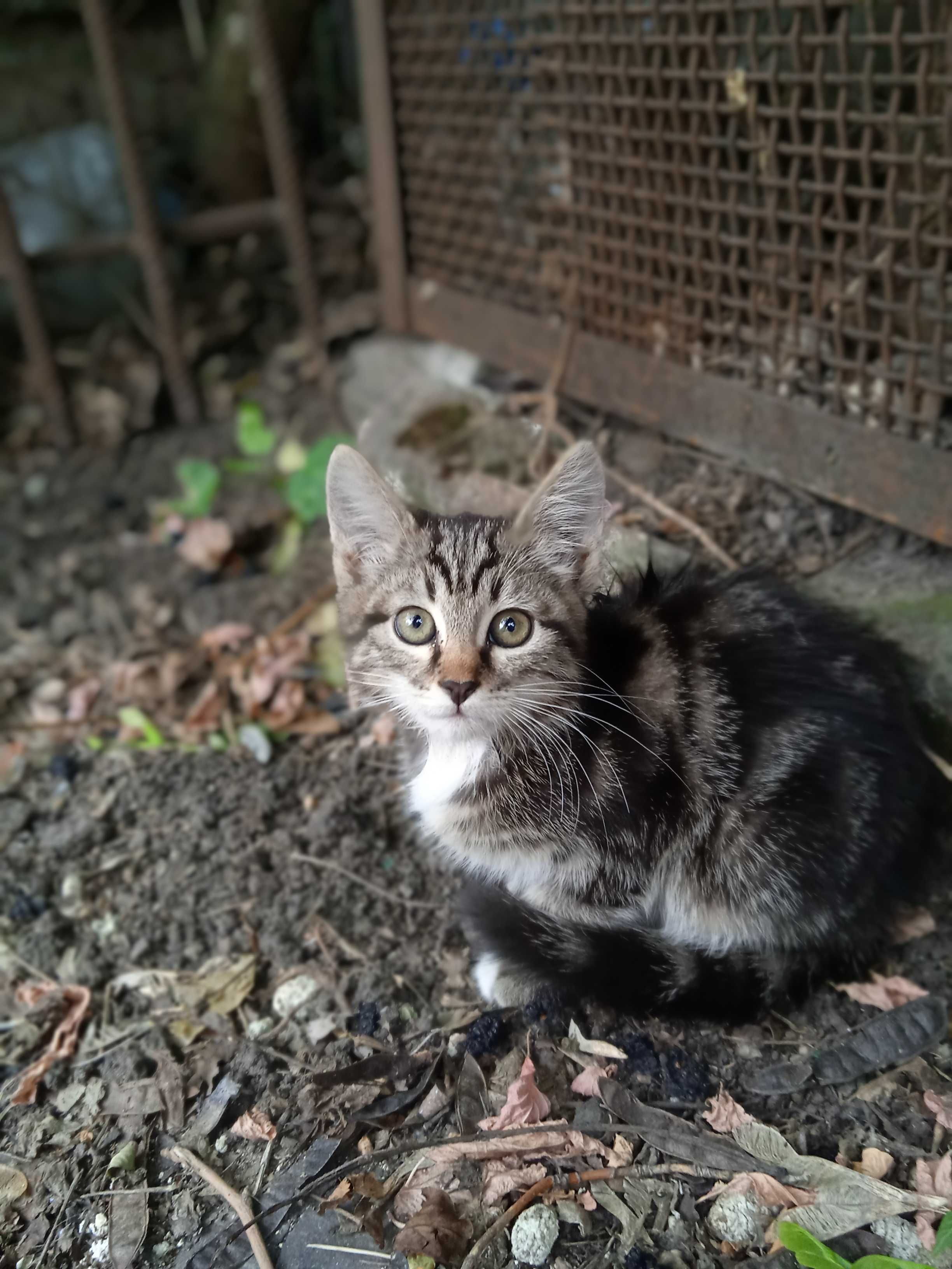 Кошенята в добрі руки!