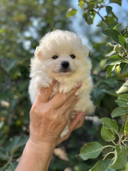 Милые малыши 1,5 месяца