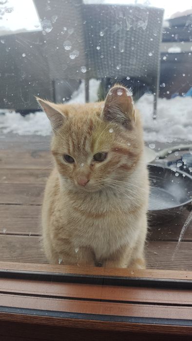 Oddam w dobre ręce 3 kotki