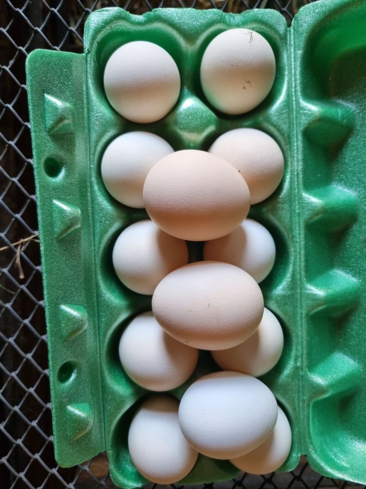 Jaja lęgowe Dominant Tricolor