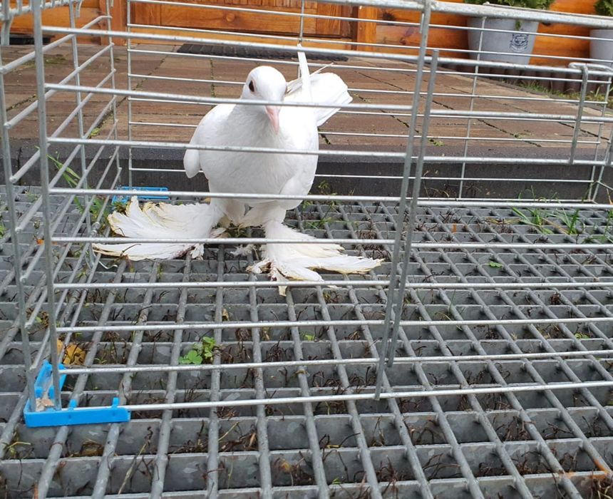 Gołąb ozdobny bocian samica 2024r kapitalna piękne kosmy