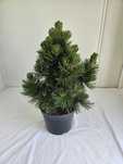 Sosna bośniacka – Malinki (Pinus heldreichii 'Malinki') – forma bonsai