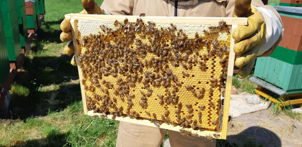 Przezimowane rodziny pszczele