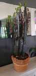Cacto Candelabro Jade 87cm (Feng Shui)