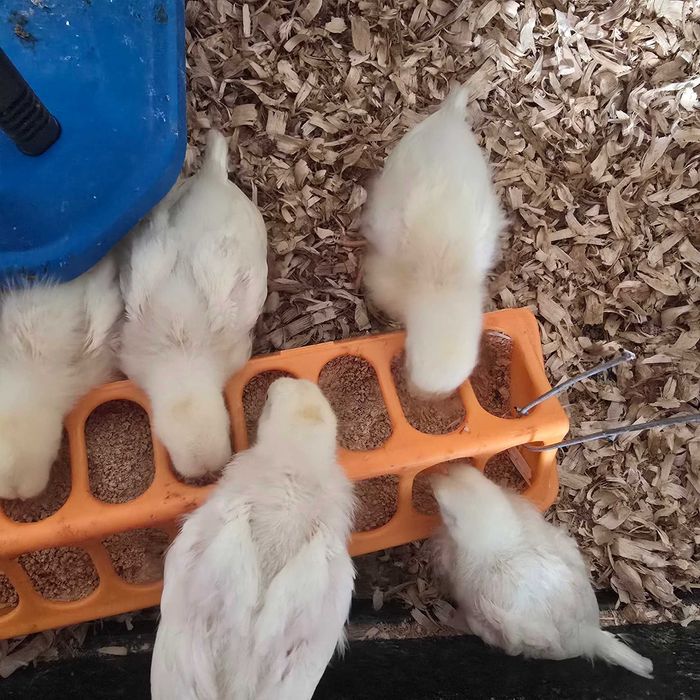 Pintos Puros Leghorn Legorne Brancos White