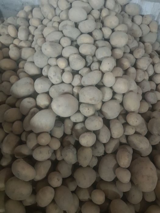 Ziemniaki SORAYA  I bellarosa zbiór 2025