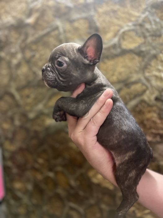 Французський бульдог